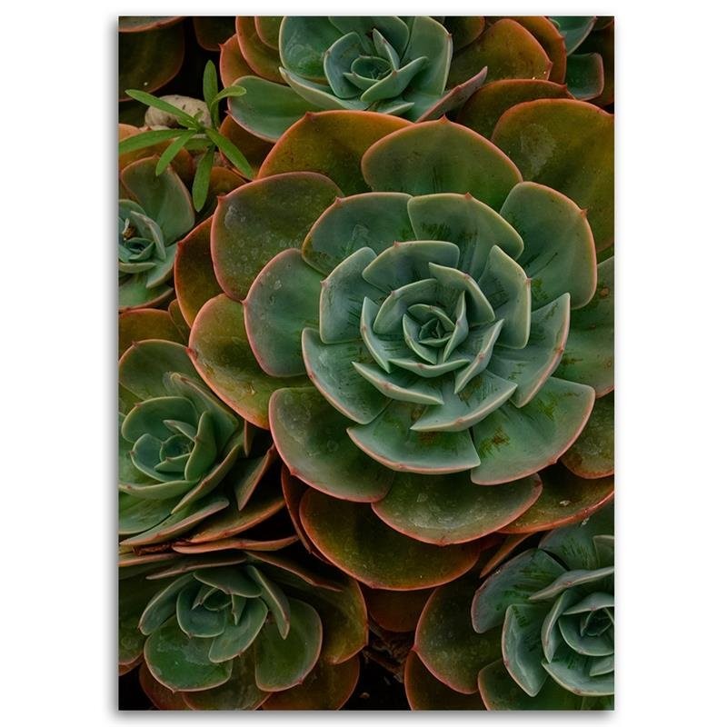 Paveikslas Ant Drobės Sukulentai