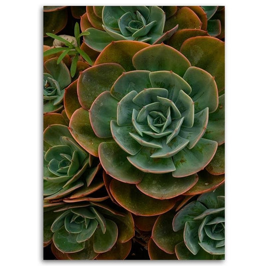 Paveikslas Ant Drobės Sukulentai