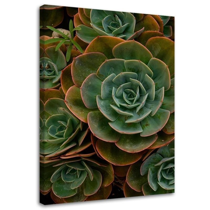 Canvas, Green succulent flower
