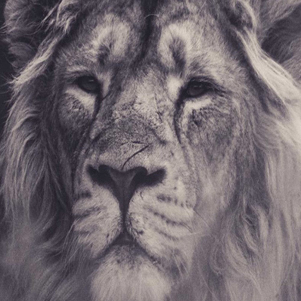 5-ių Dalių Kambario Pertvara Didingas Liūtas