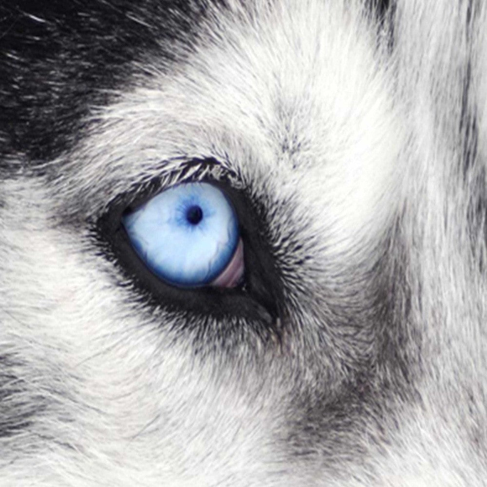 5-ių Dalių Kambario Pertvara Haskis