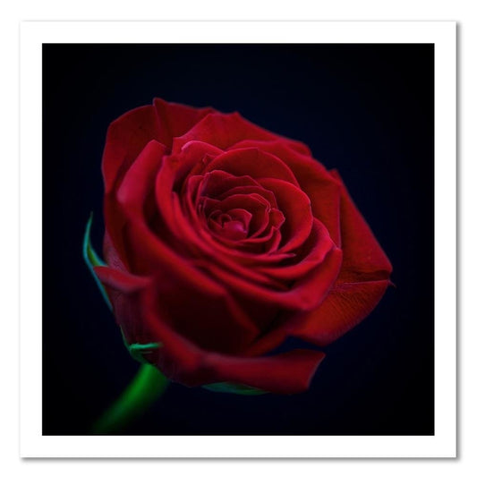 Paveikslas Ant Drobės Raudona Rožė