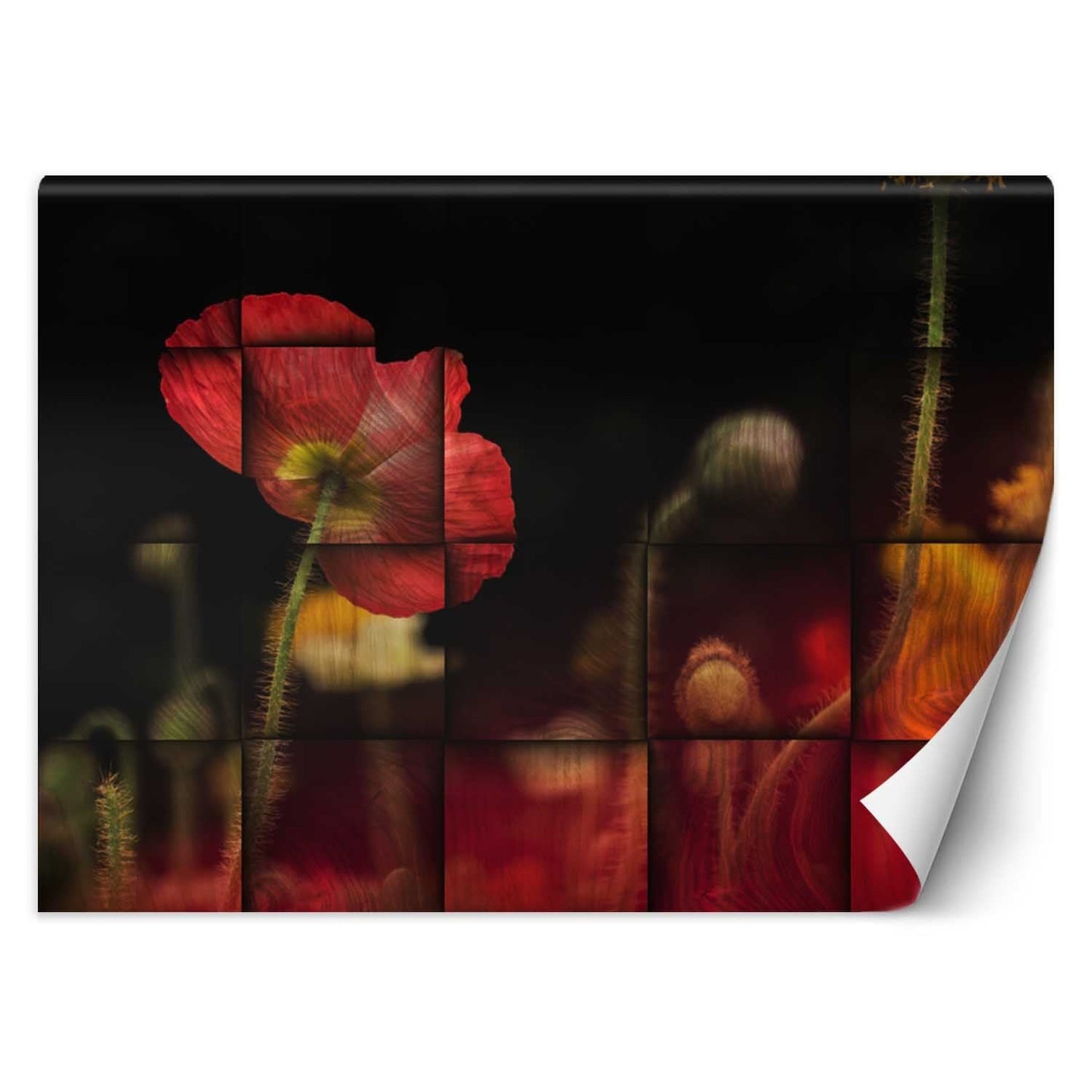 Wallpaper, Red poppy flower