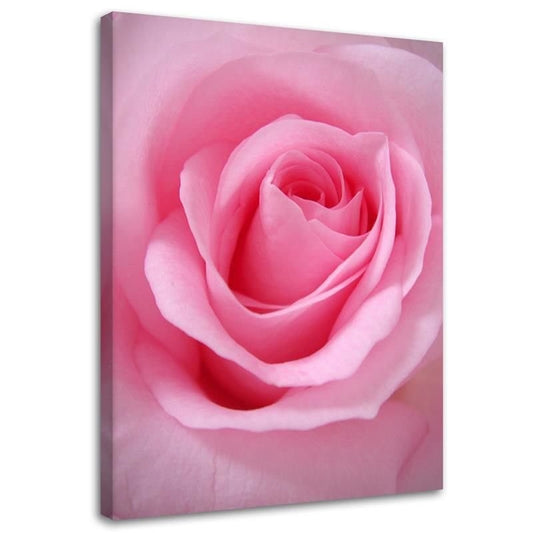 Canvas, Pink rose petals