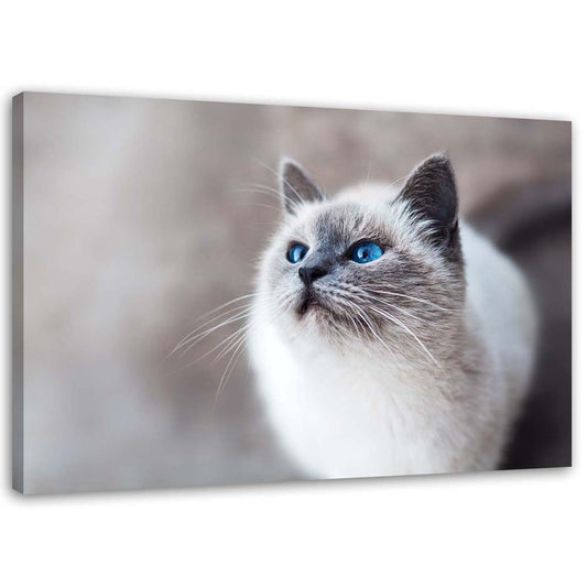 Canvas, Siberian cat