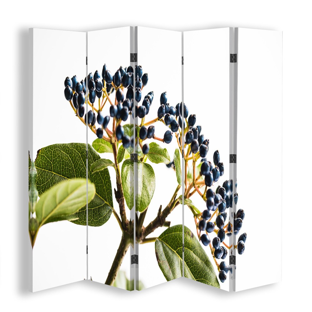 Room divider, Black elderberry