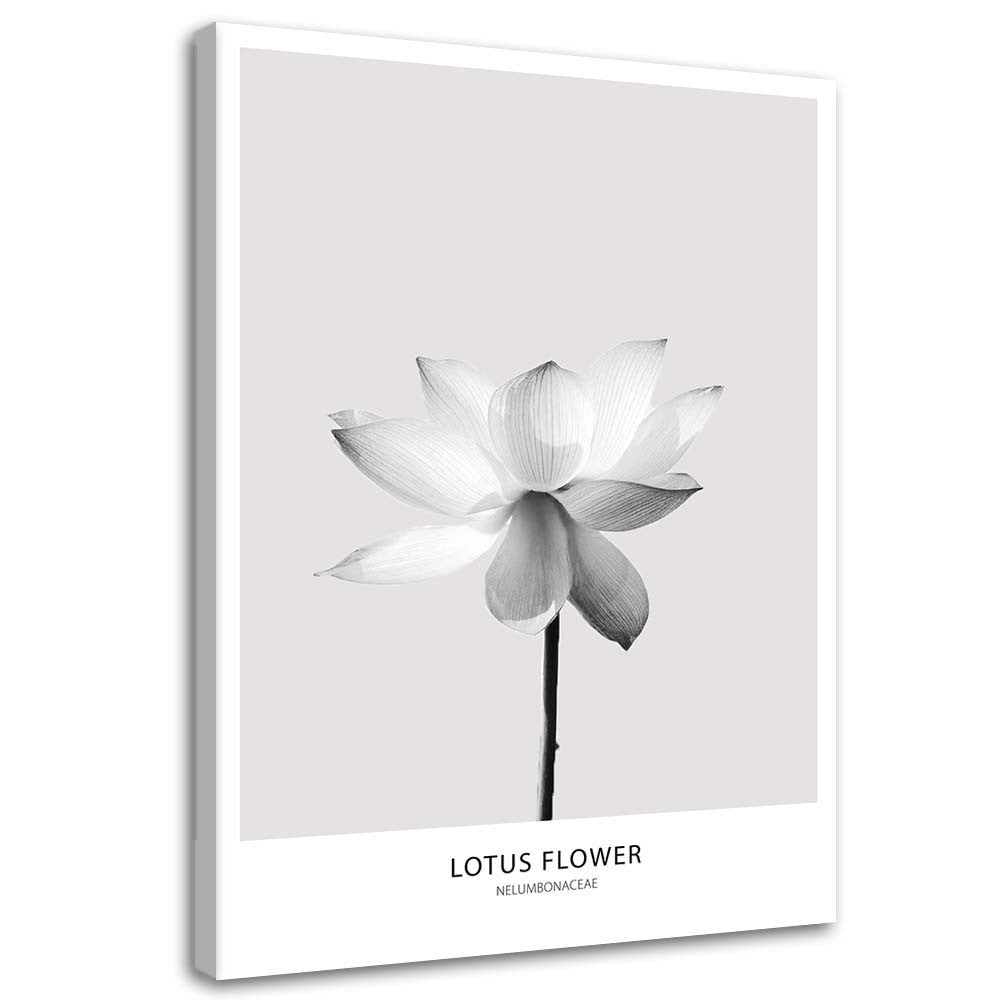 Canvas, White lotus flower