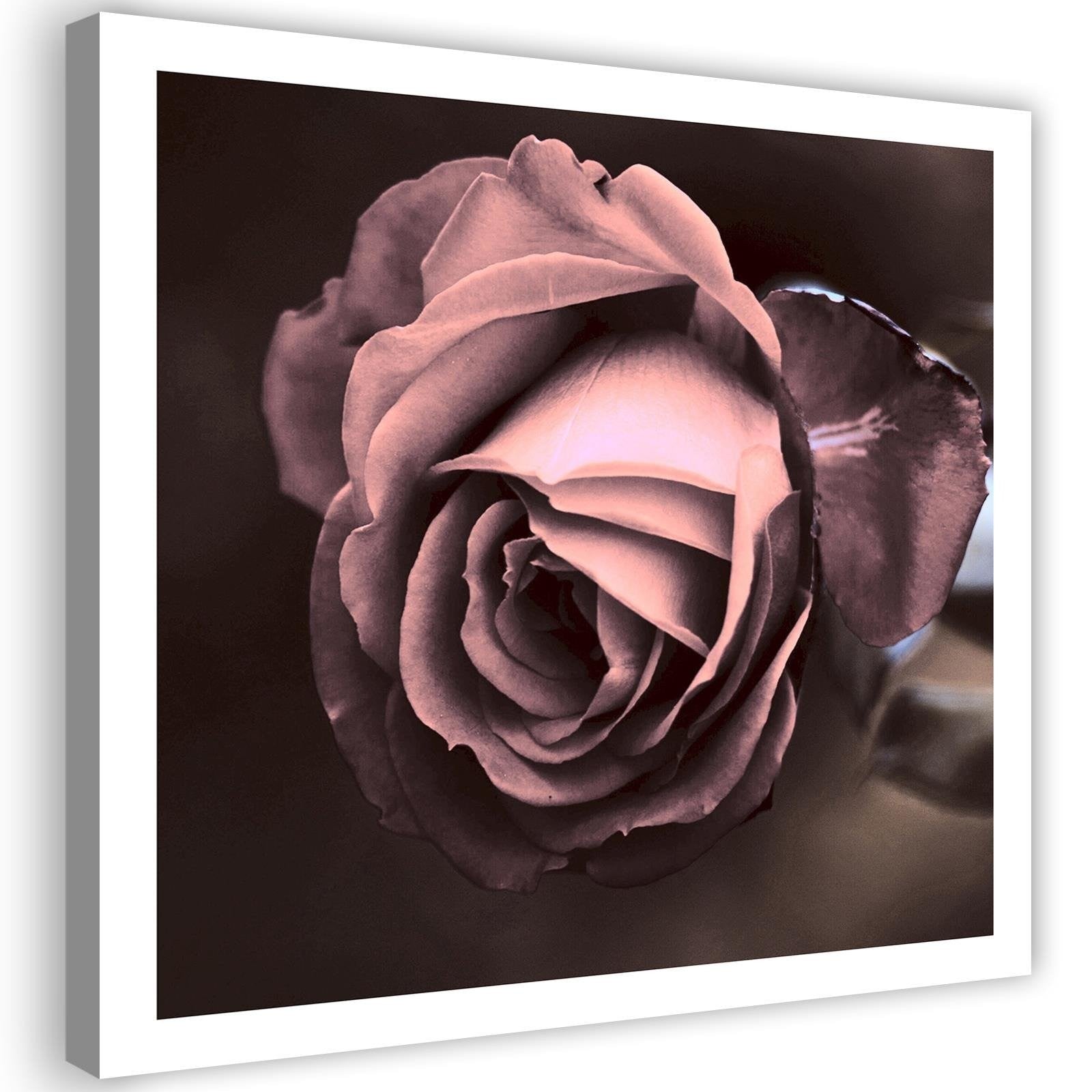 Canvas, Beautiful rose