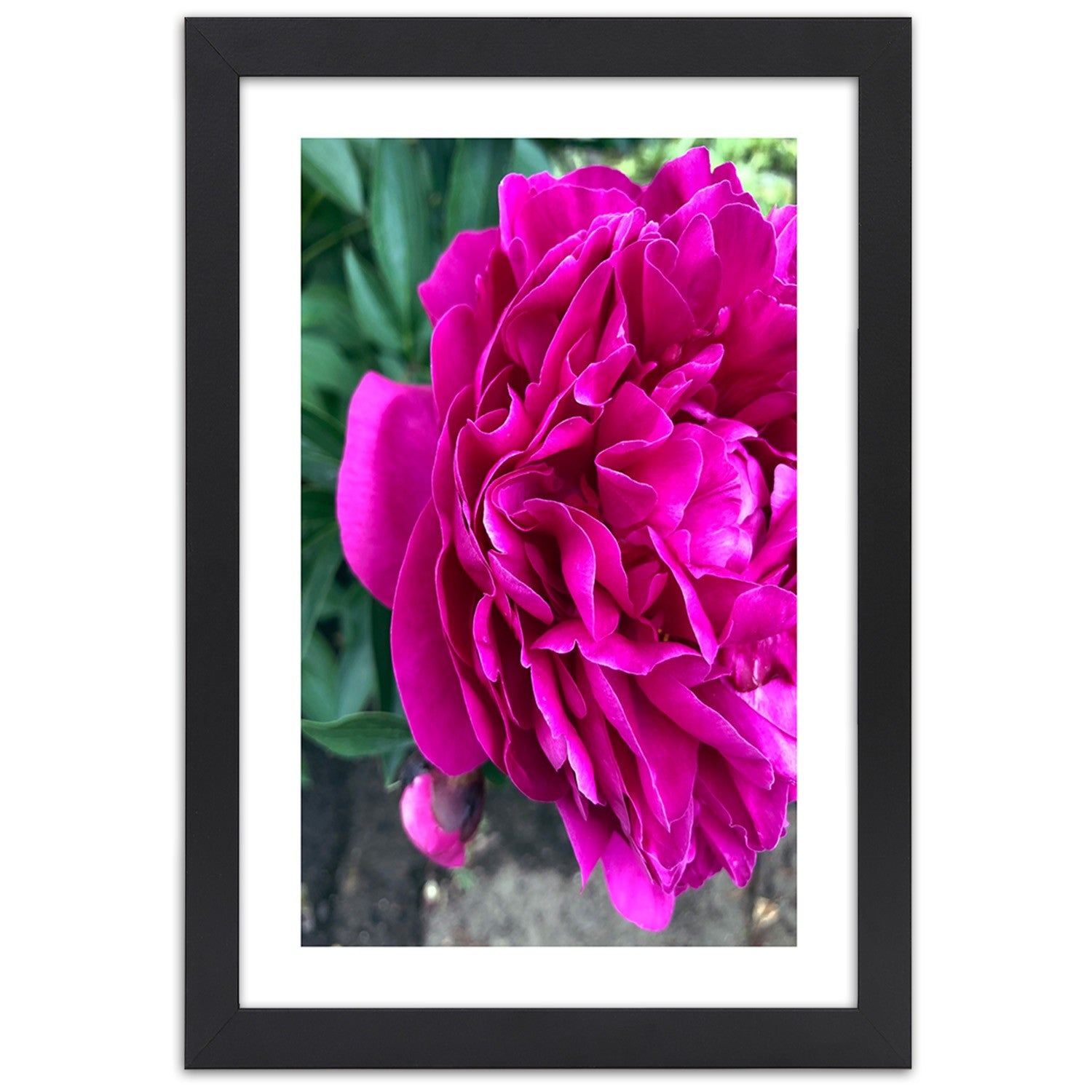 Picture in frame, Pink large flower