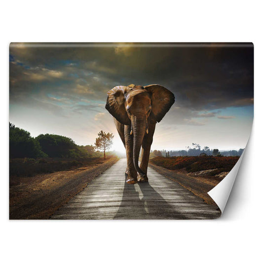 Wallpaper, The wandering elephant
