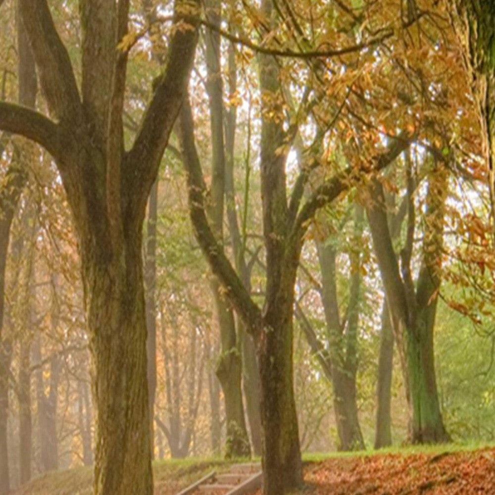 3-ių Dalių Kambario Pertvara Rudens Miškas 360