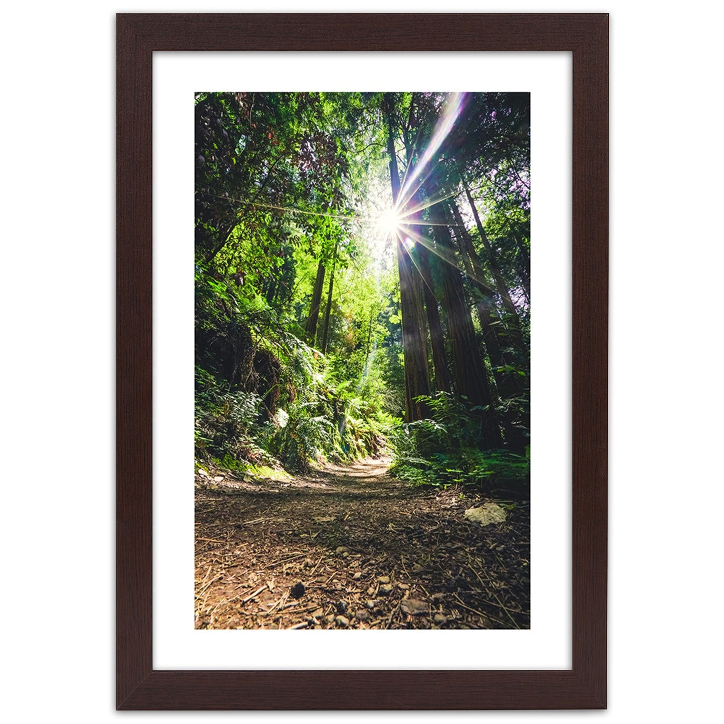 Picture in frame, Path in a dense forest