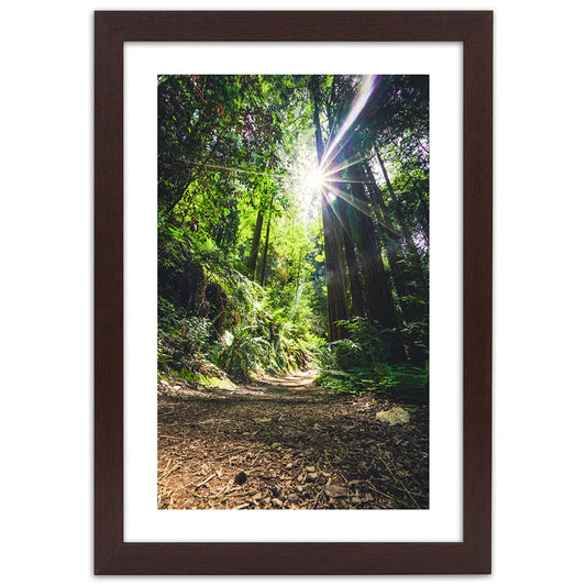 Picture in frame, Path in a dense forest