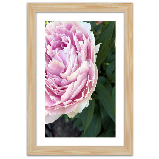 Picture in frame, Pretty pink peony