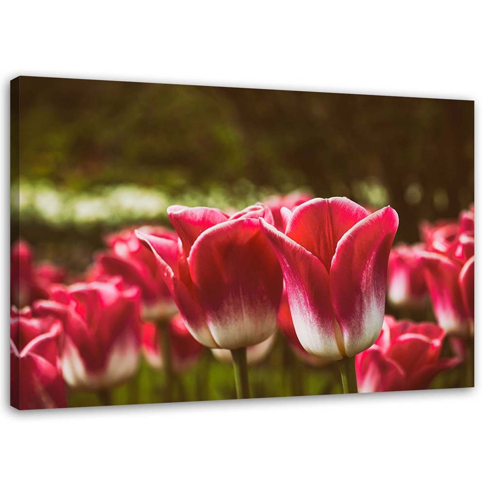 Canvas, Tulips in bloom