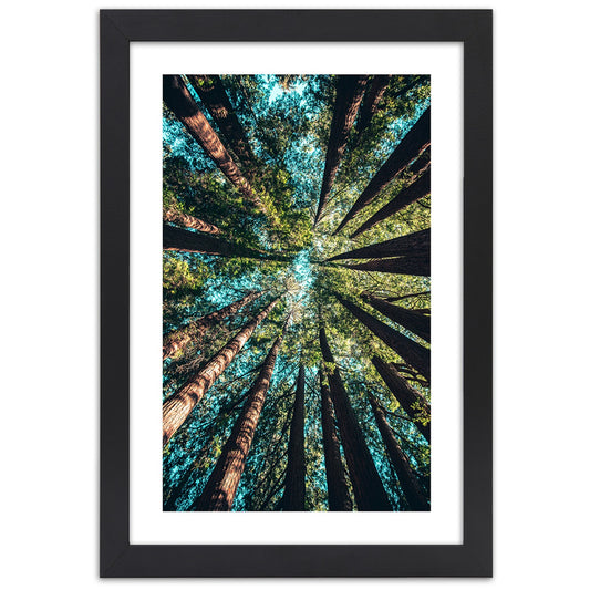 Picture in frame, The branches of tall trees