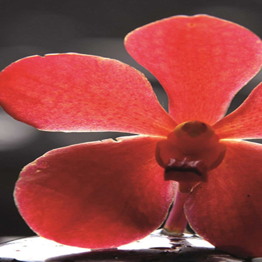 4-ių Dalių Kambario Pertvara Raudona Orchidėja