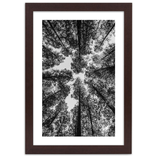 Picture in frame, Crowns of trees
