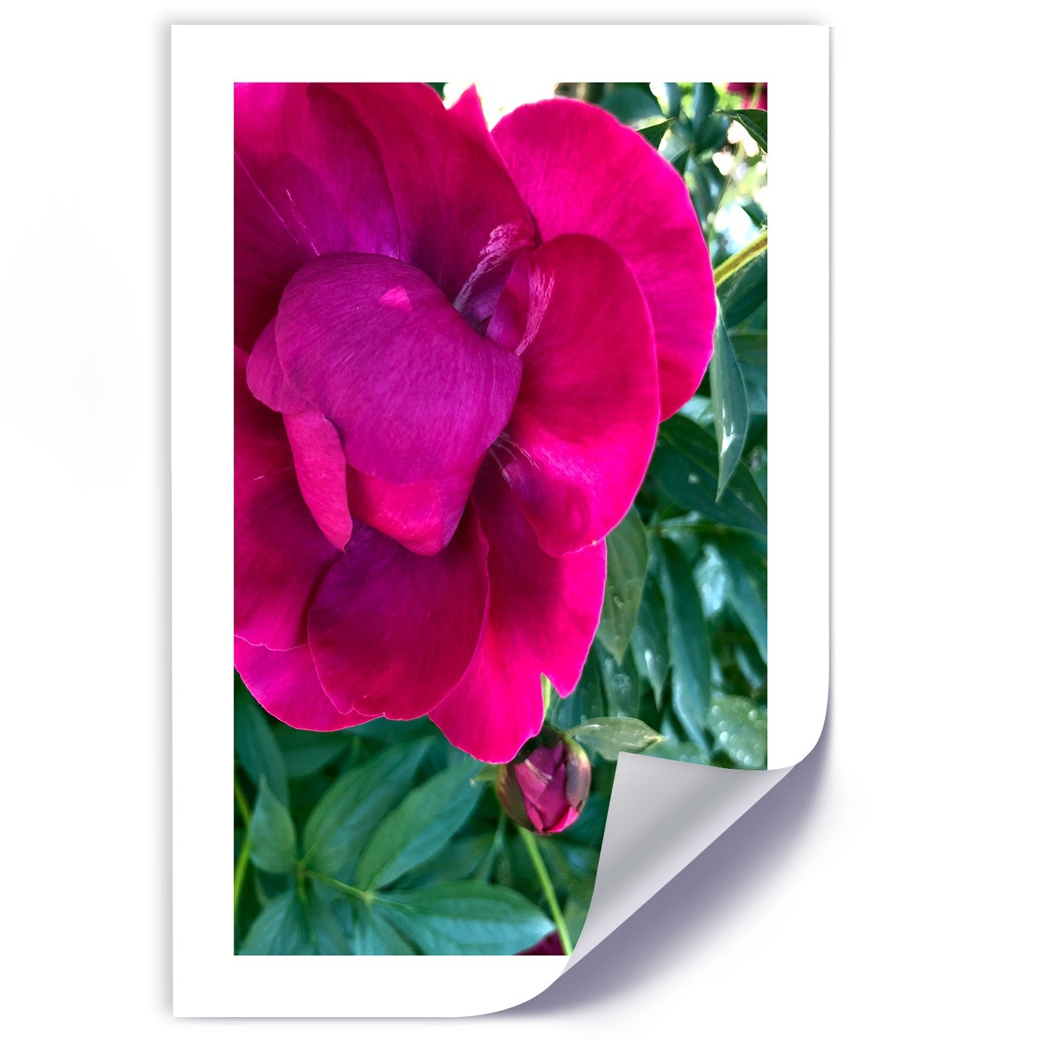 Poster, Pink large flower