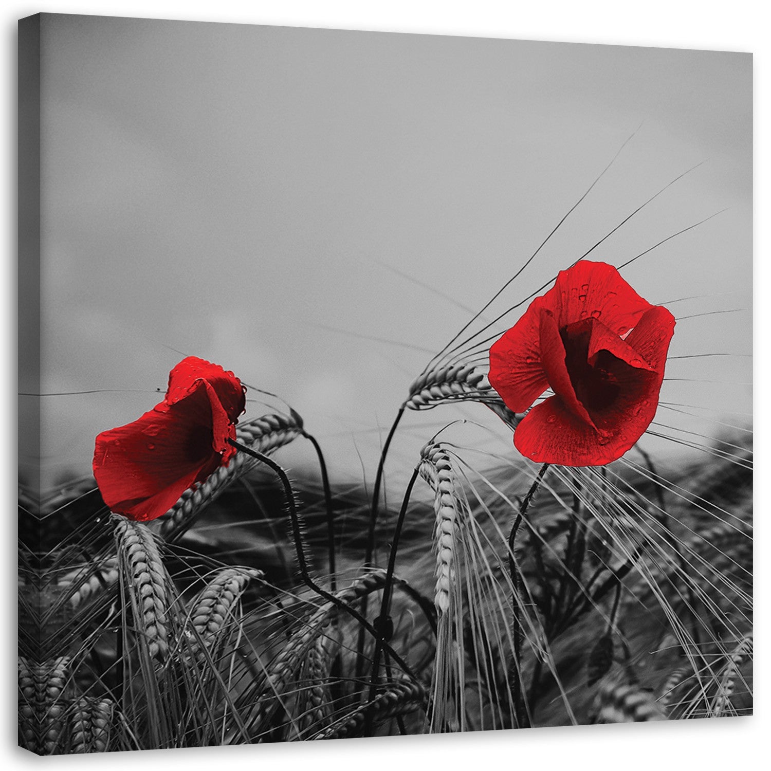 Canvas, Red poppies and grain