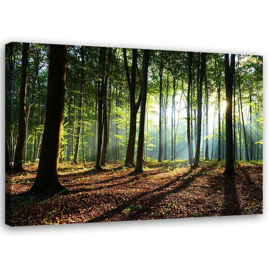 Canvas, Forest at sunrise