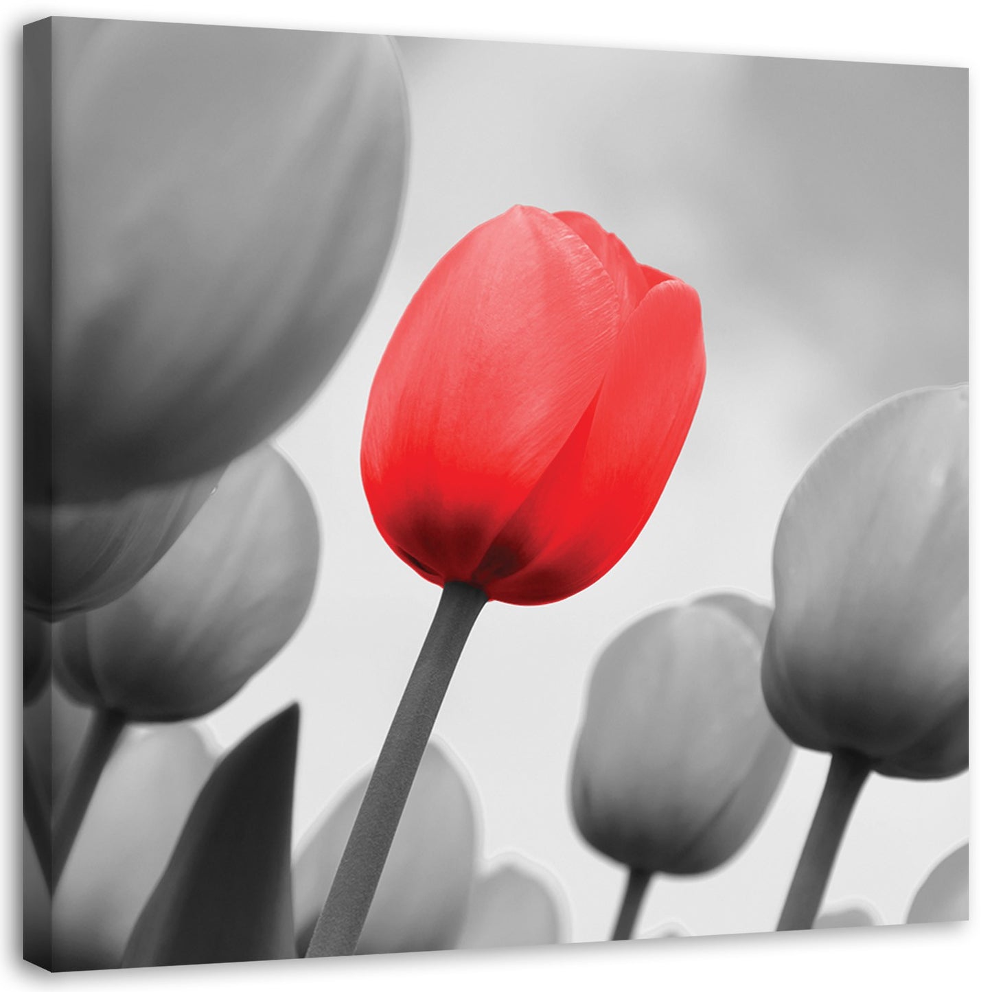 Canvas, Red tulip in grey