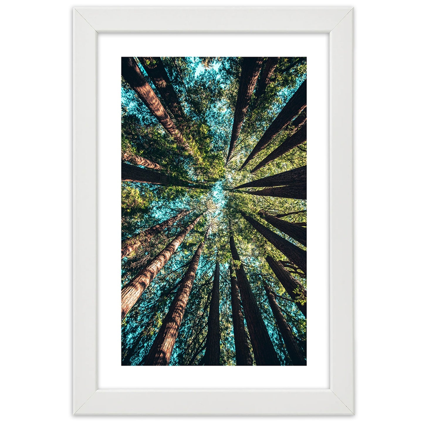 Picture in frame, The branches of tall trees