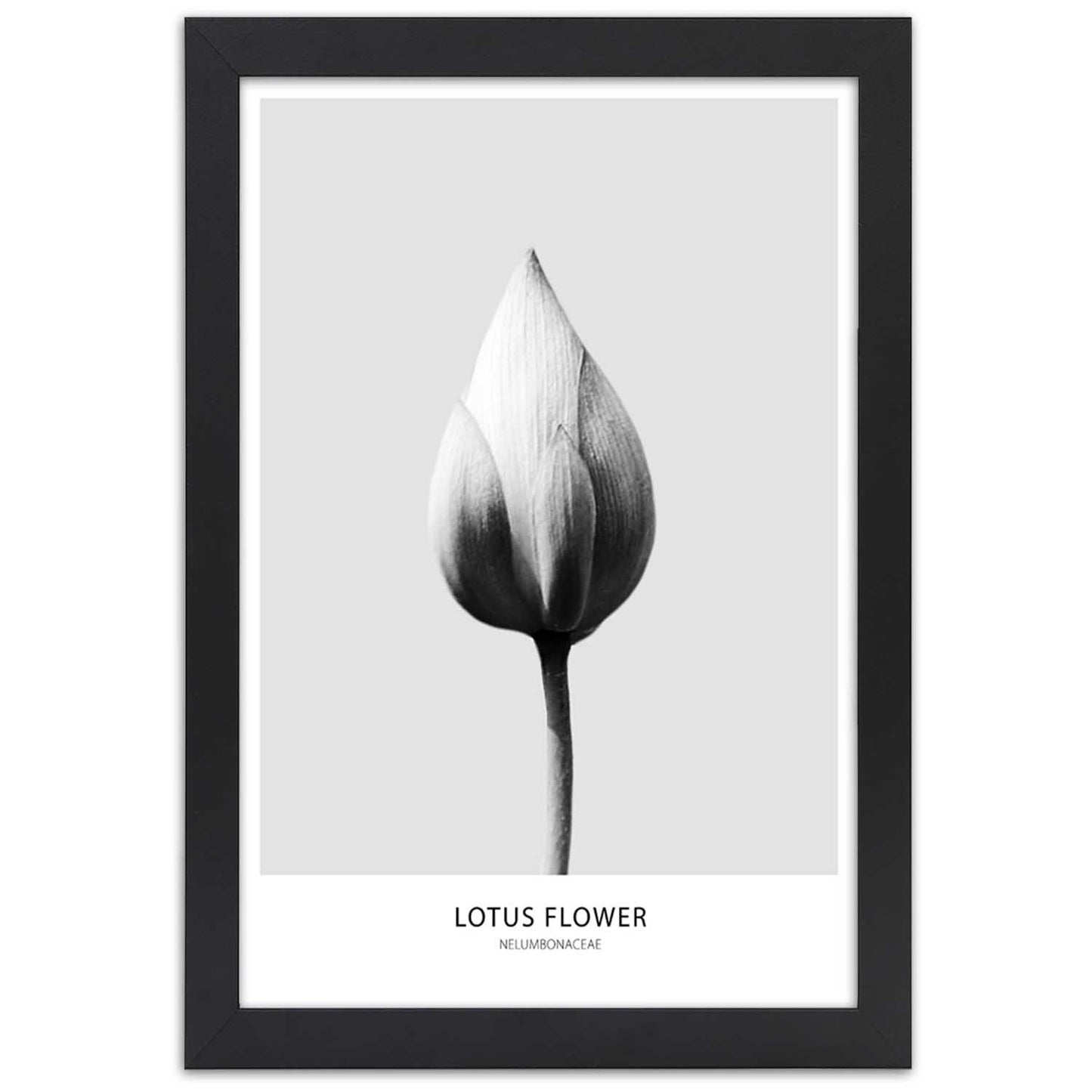 Picture in frame, White lotus bud