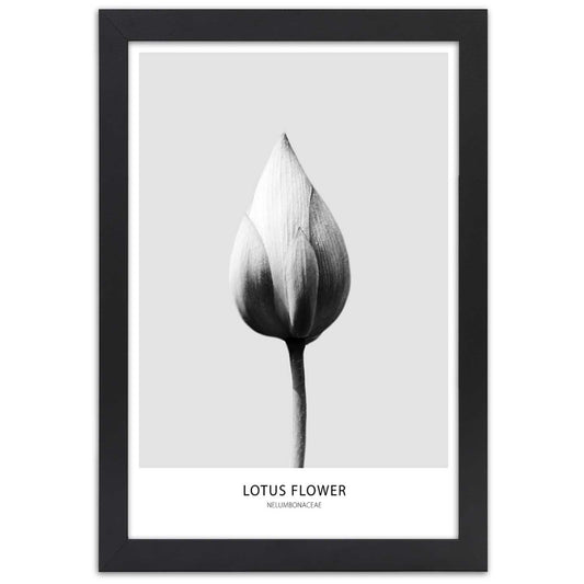Picture in frame, White lotus bud