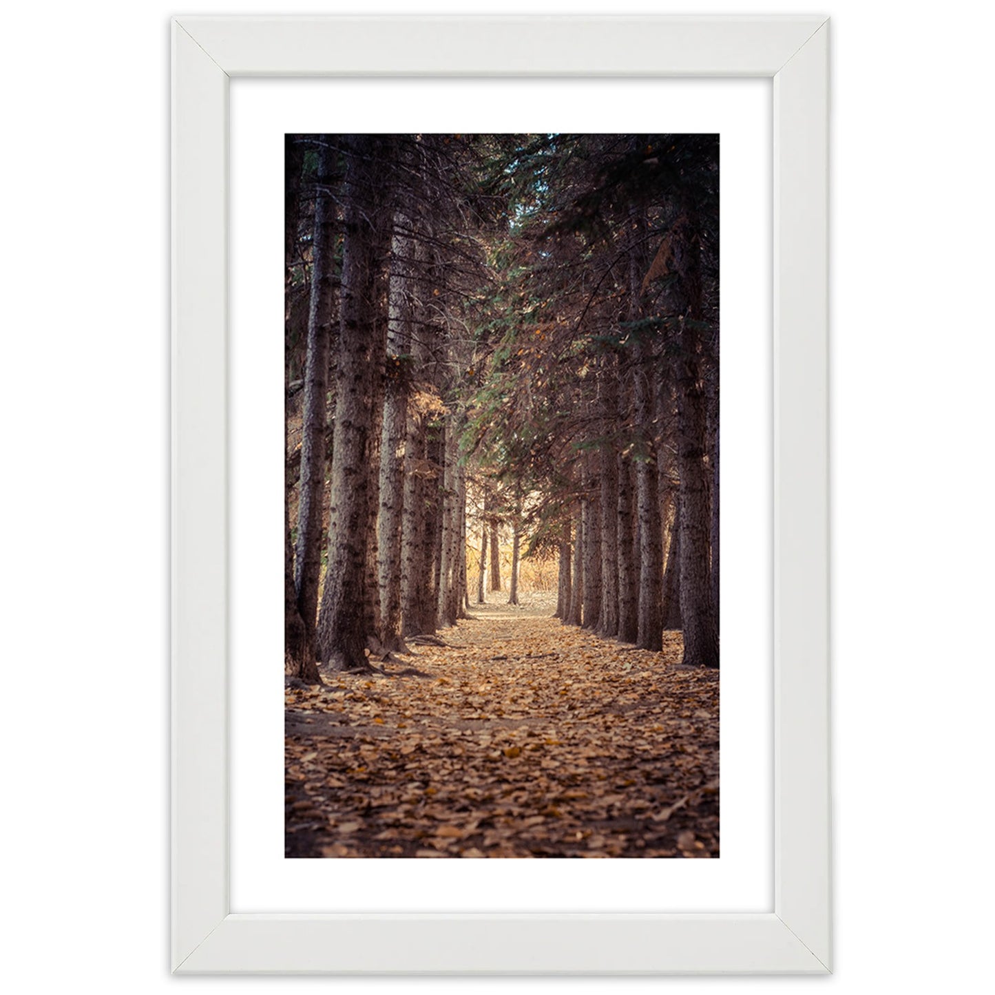 Picture in frame, Forest in autumn