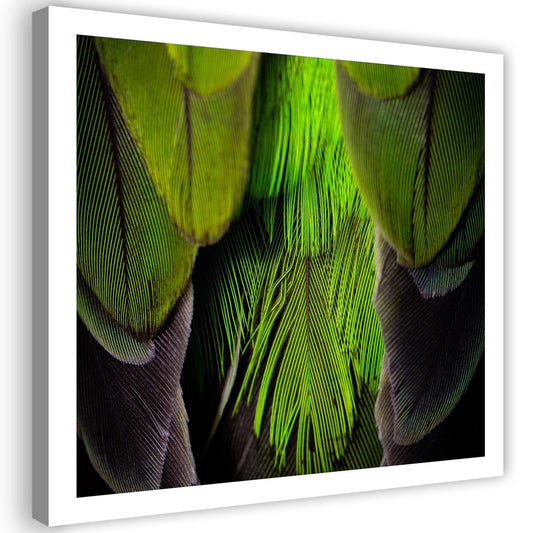 Canvas, Lime green feathers
