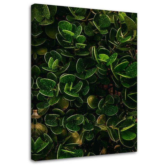 Canvas, Green leaves of exotic plants