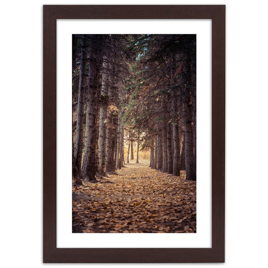 Picture in frame, Forest in autumn