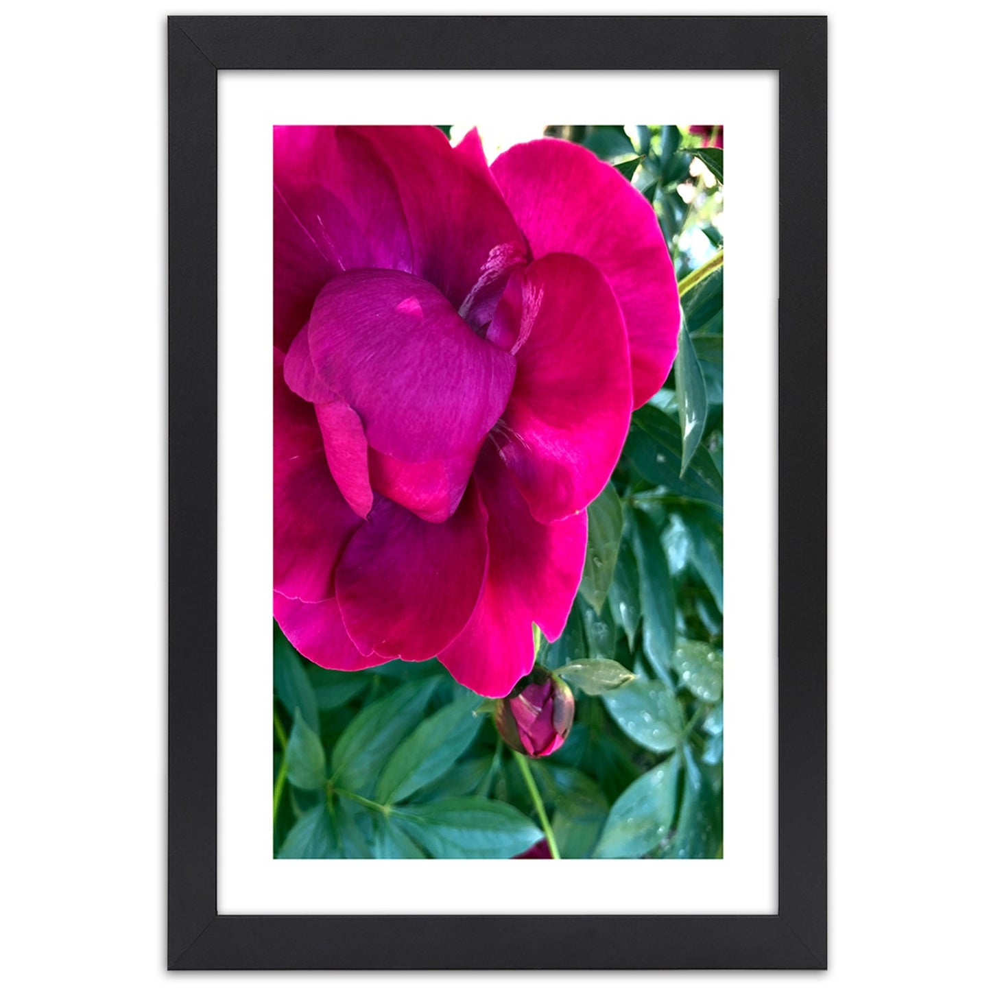 Picture in frame, Pink large flower