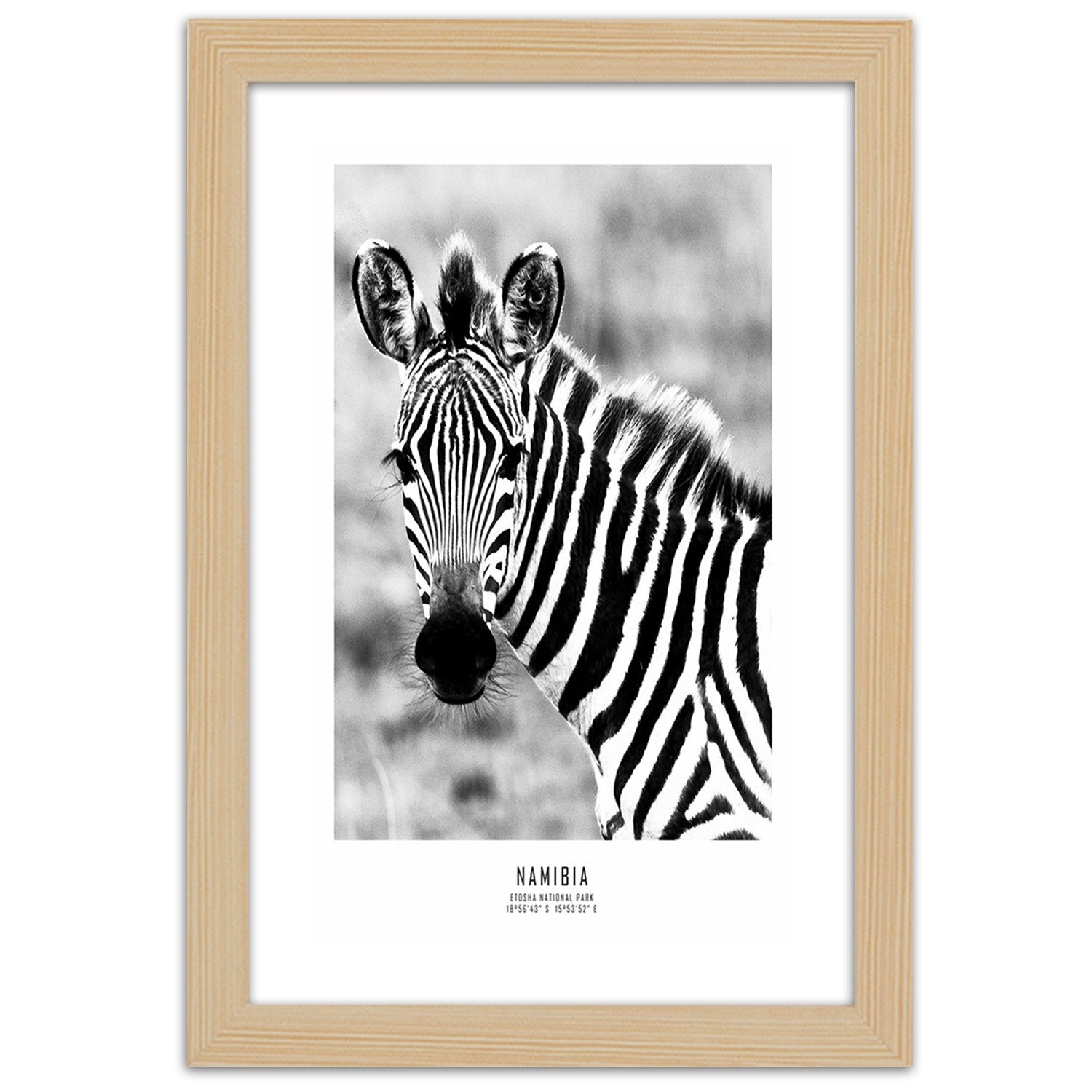 Picture in frame, Curious zebra