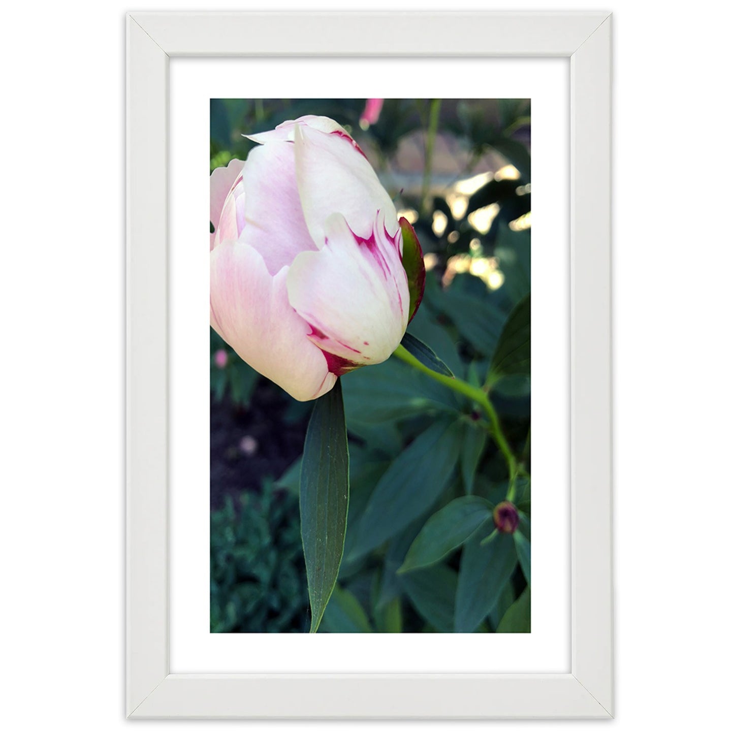 Picture in frame, White peony