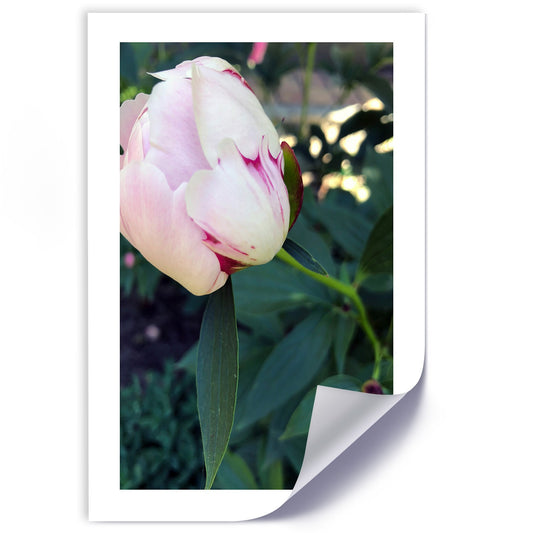 Poster, White peony