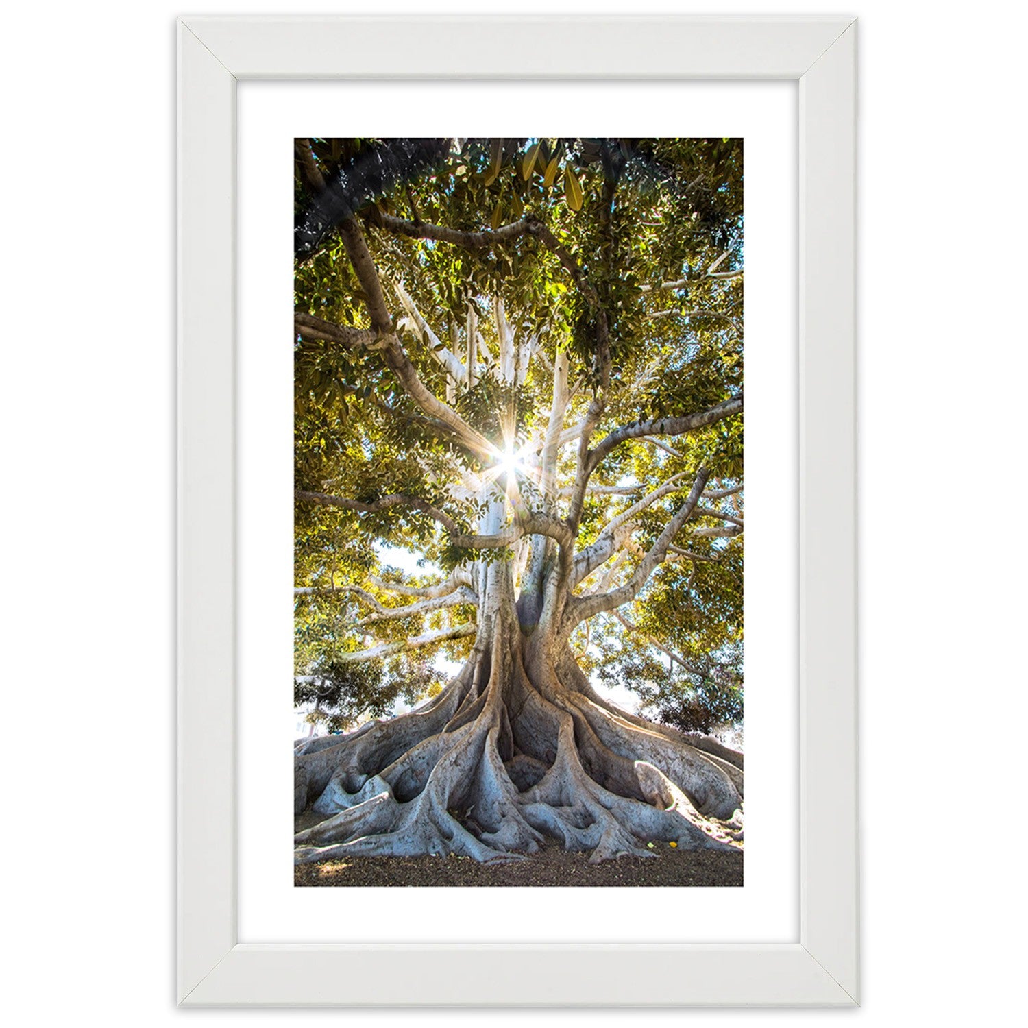 Picture in frame, Large exotic tree