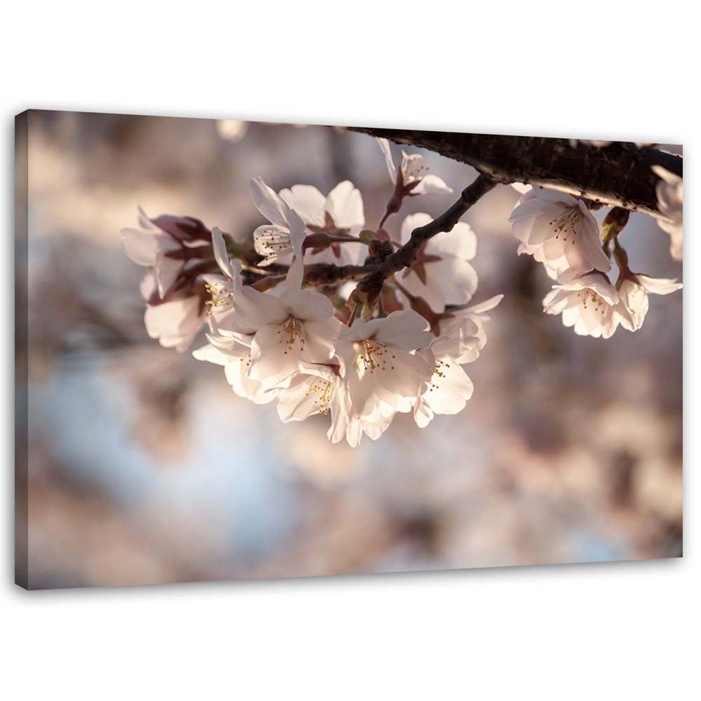 Canvas, Cherry blossom