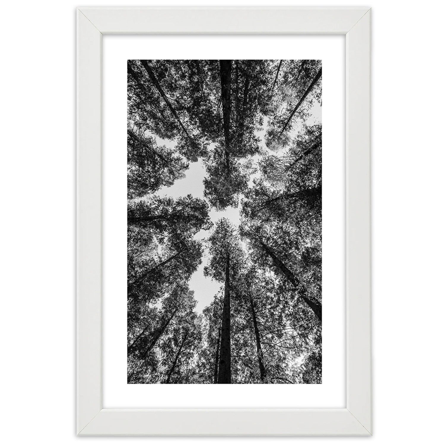 Picture in frame, Crowns of trees