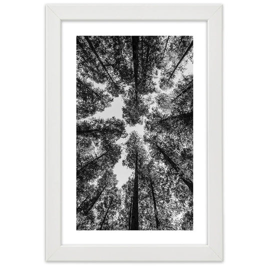 Picture in frame, Crowns of trees