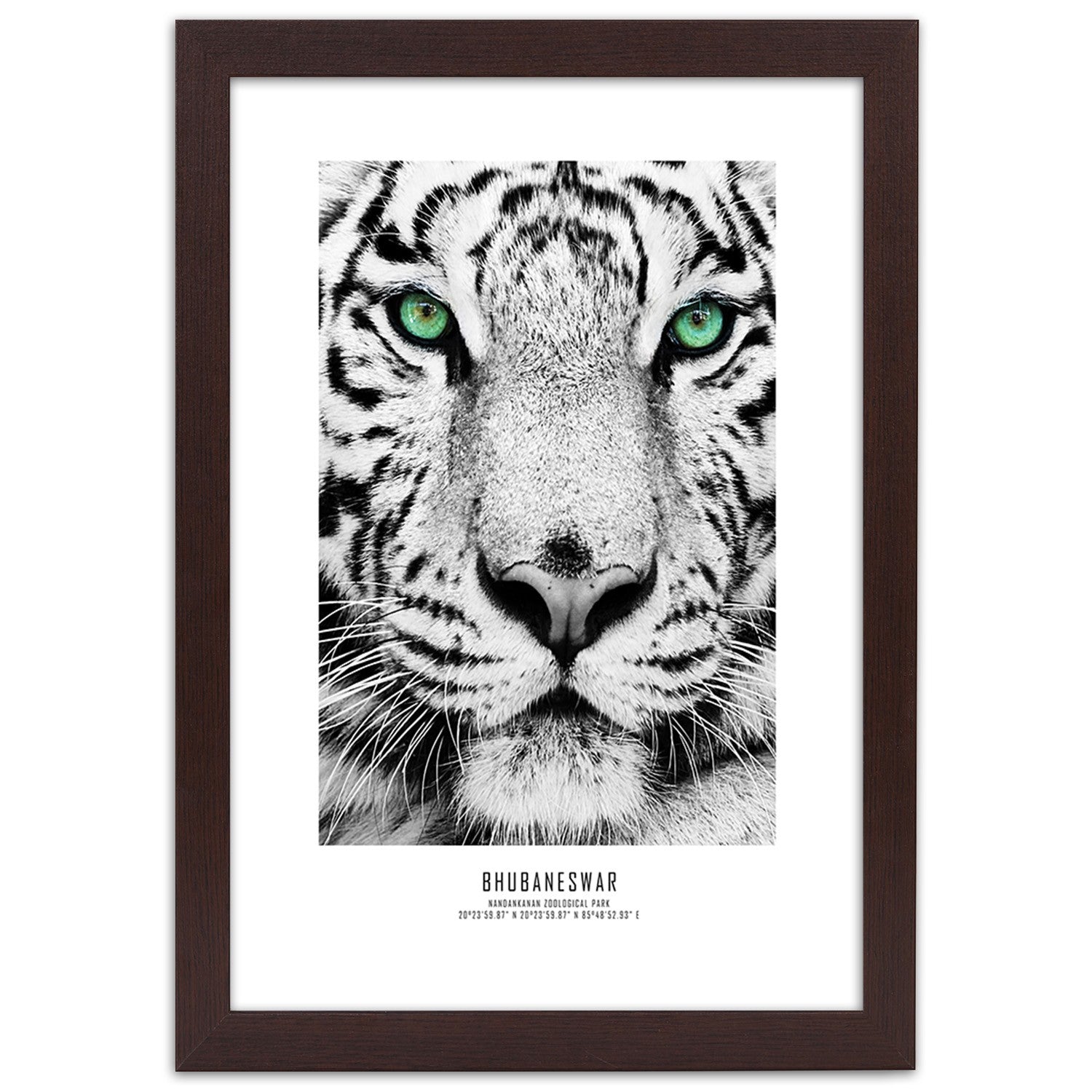 Picture in frame, White tiger