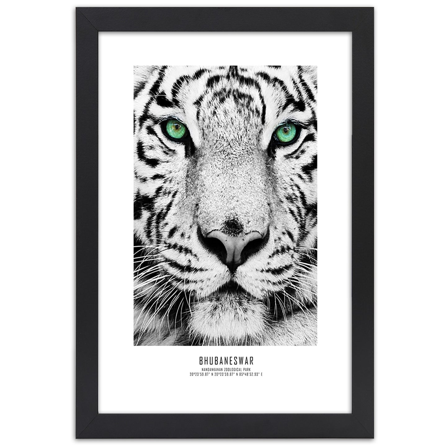 Picture in frame, White tiger