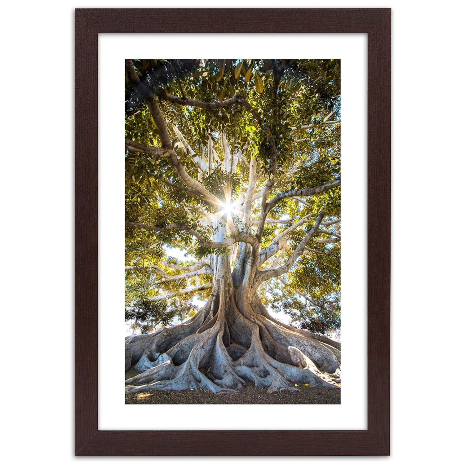 Picture in frame, Large exotic tree