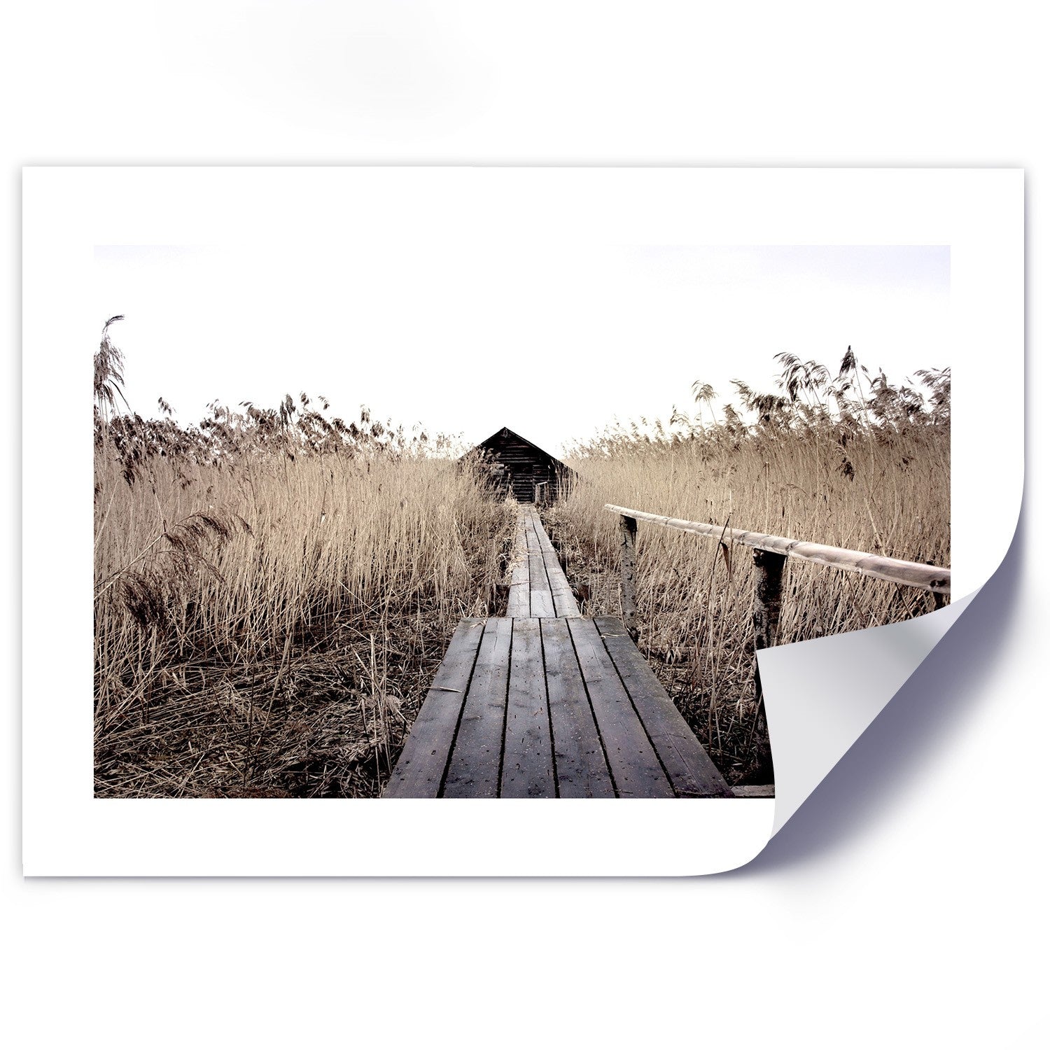 Poster, Old pier in high reeds