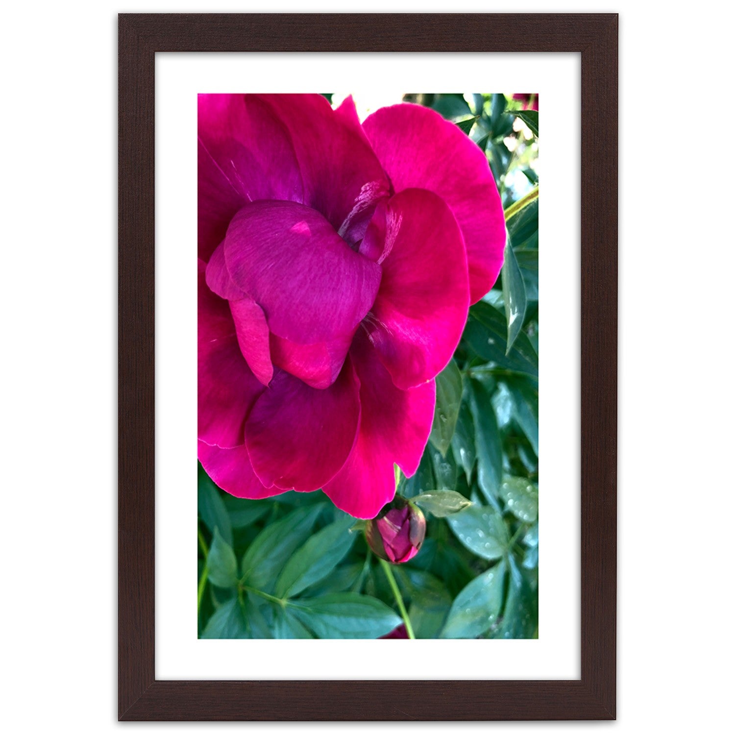 Picture in frame, Pink peony