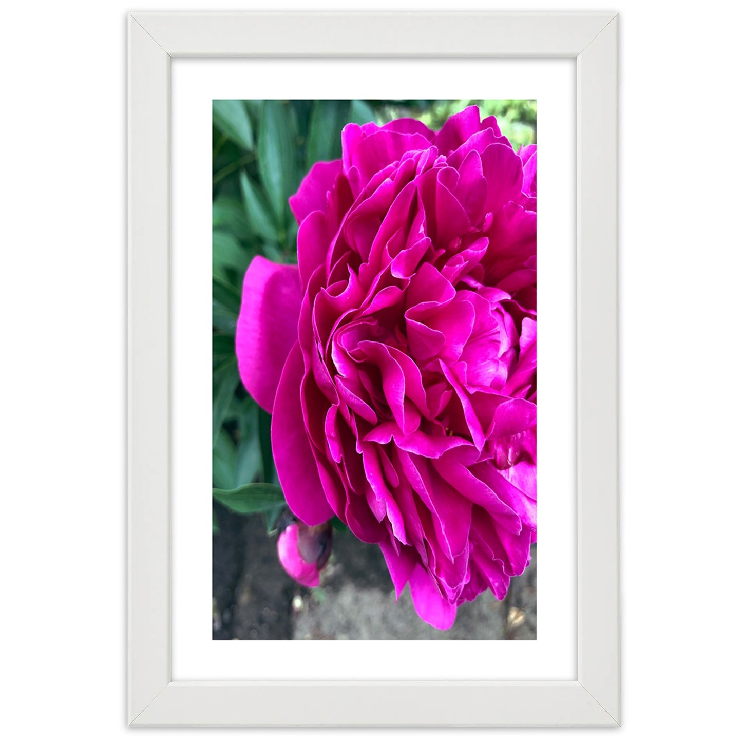 Picture in frame, Pink large flower