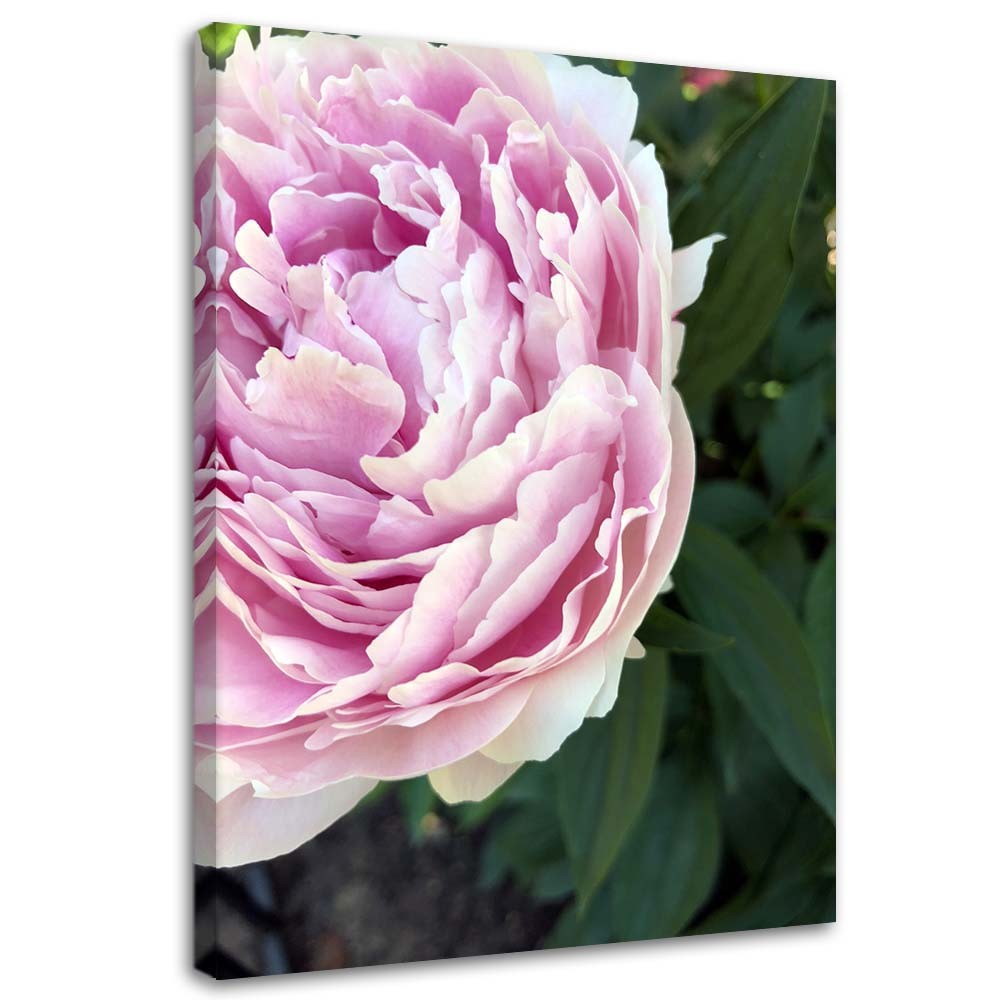 Canvas, Pink peony in close-up