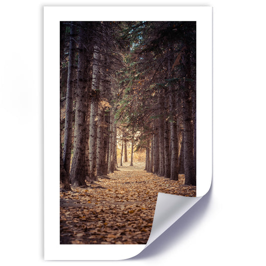 Poster, Forest in autumn