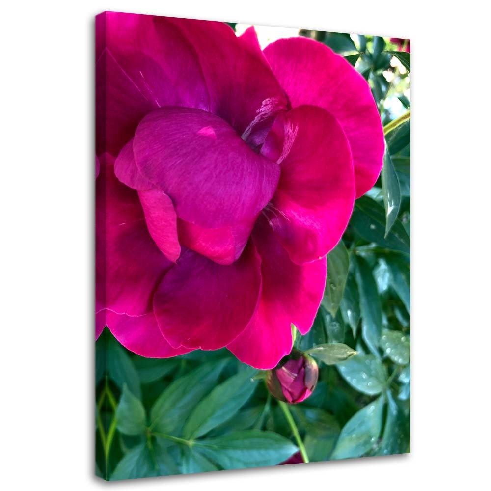 Canvas, Large pink flower